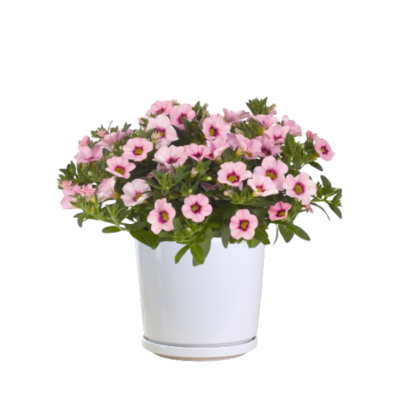 Petunia (Pink)